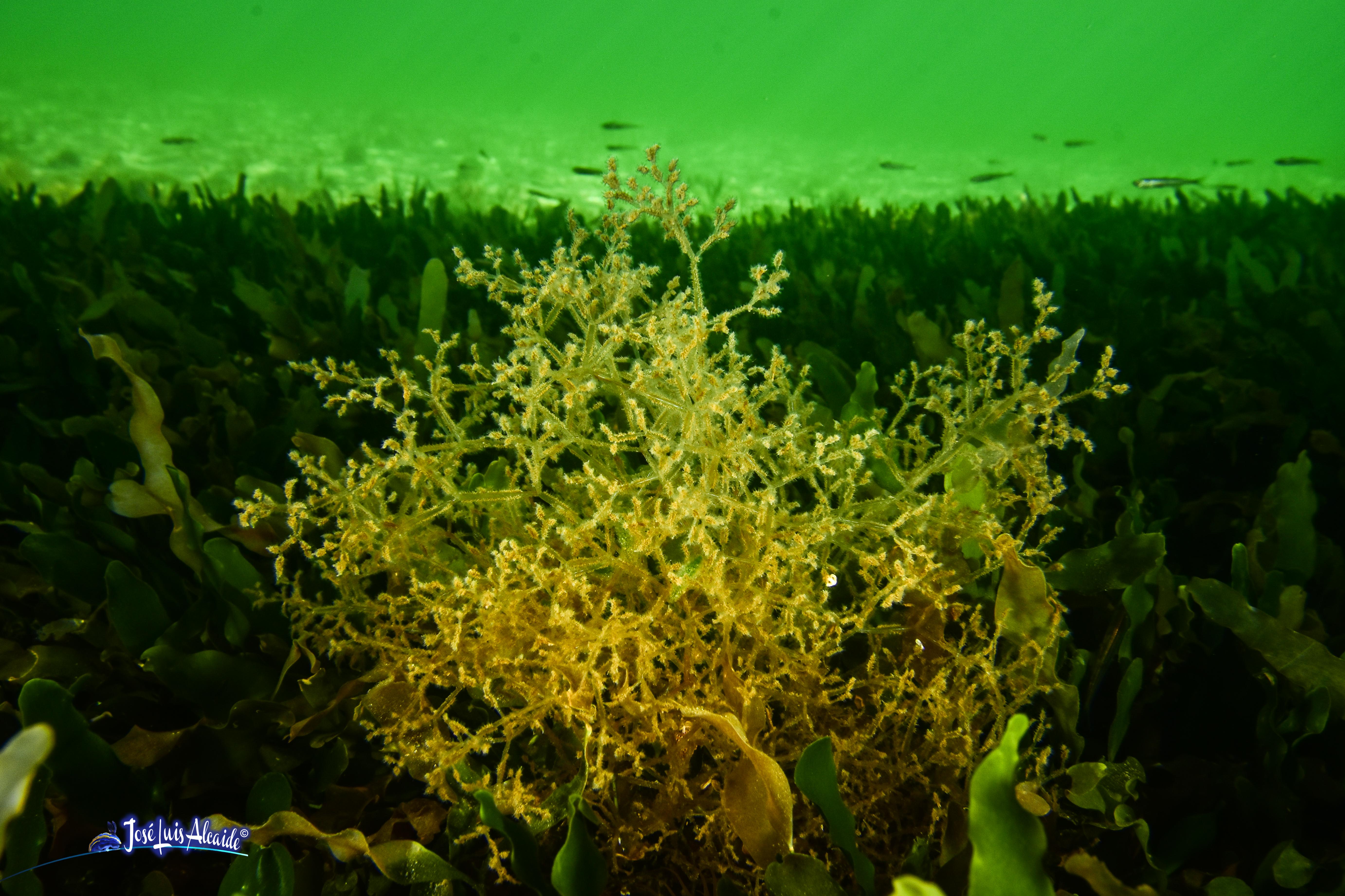 Zoobotryon verticillatum