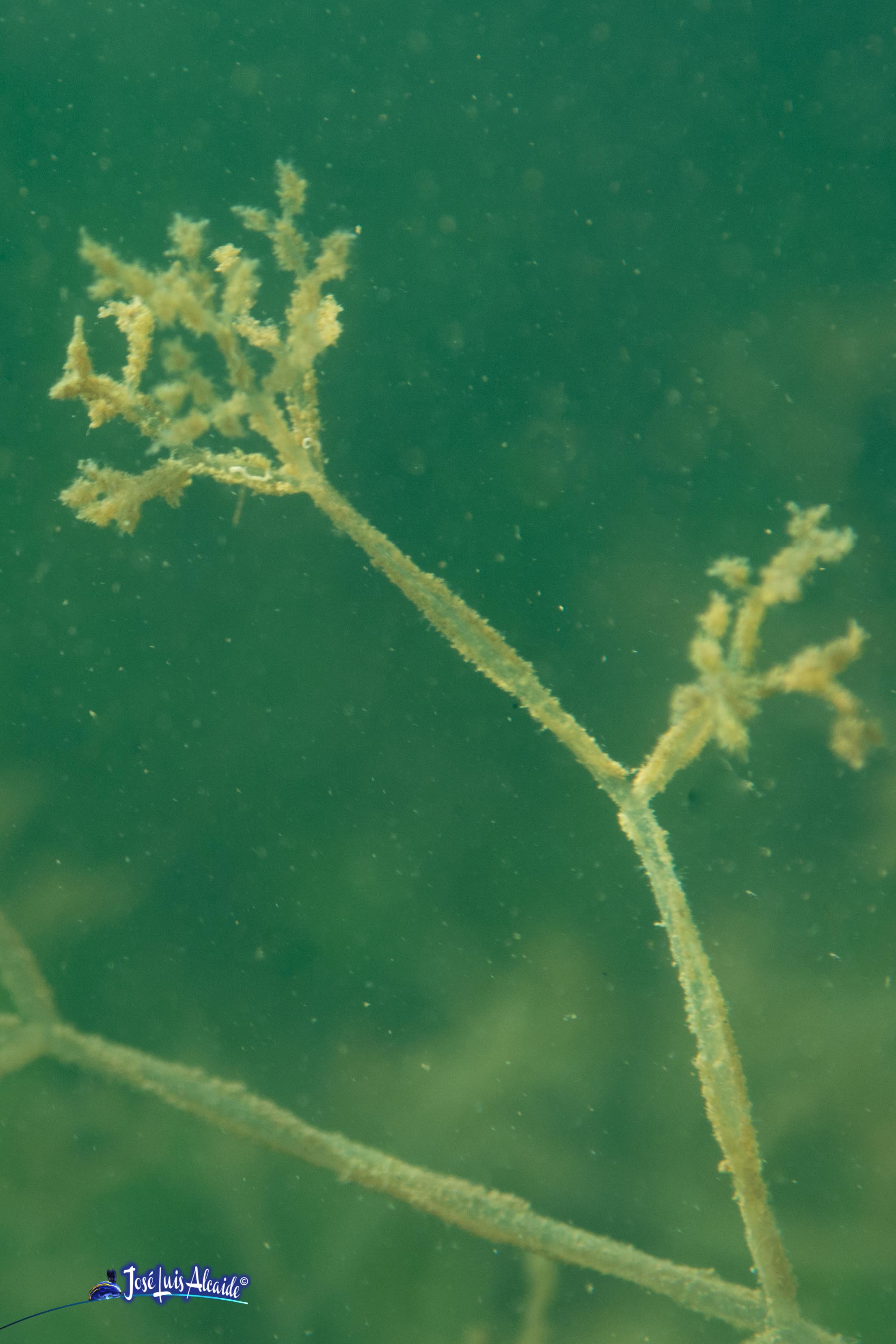 Zoobotryon verticillatum