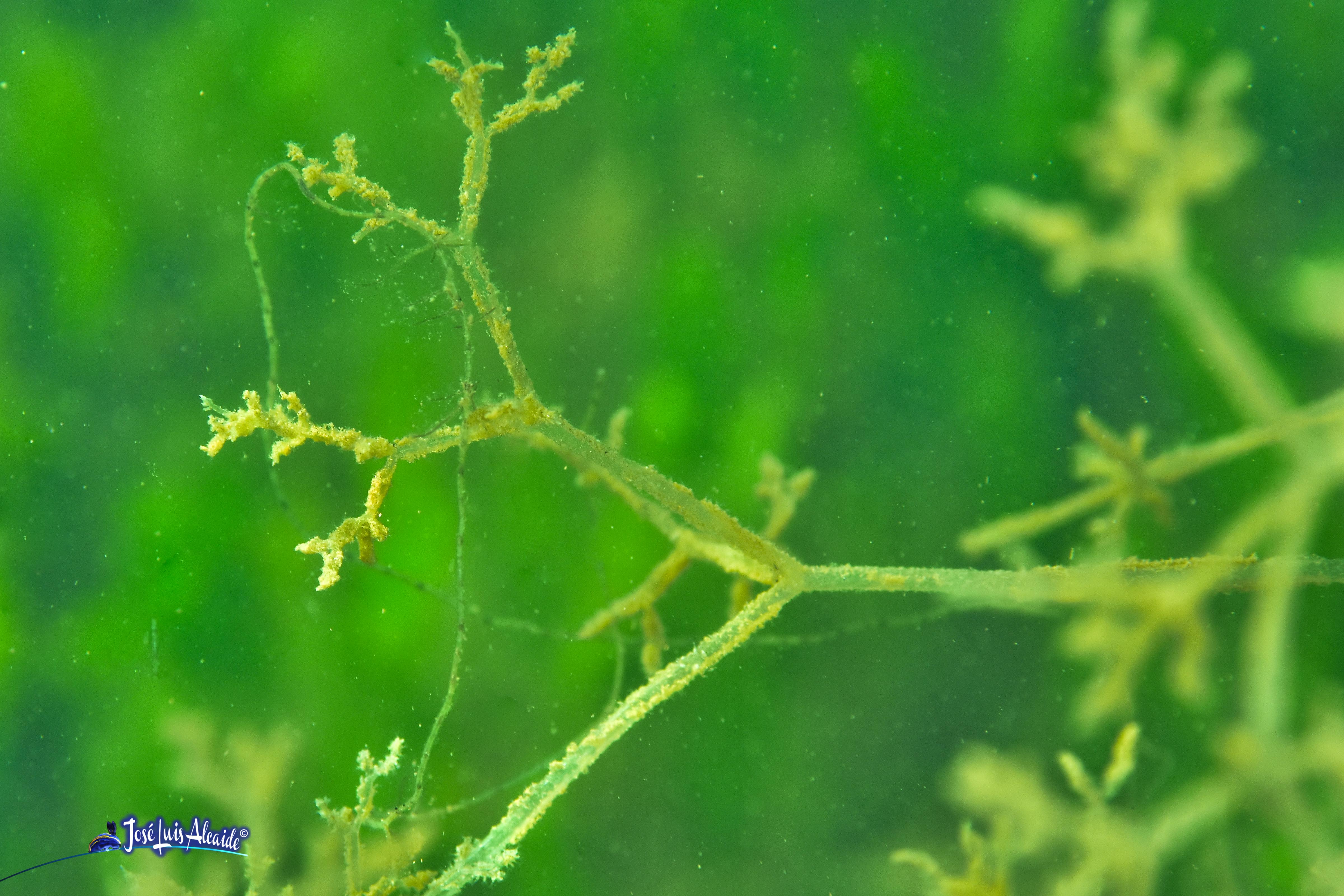 Zoobotryon verticillatum