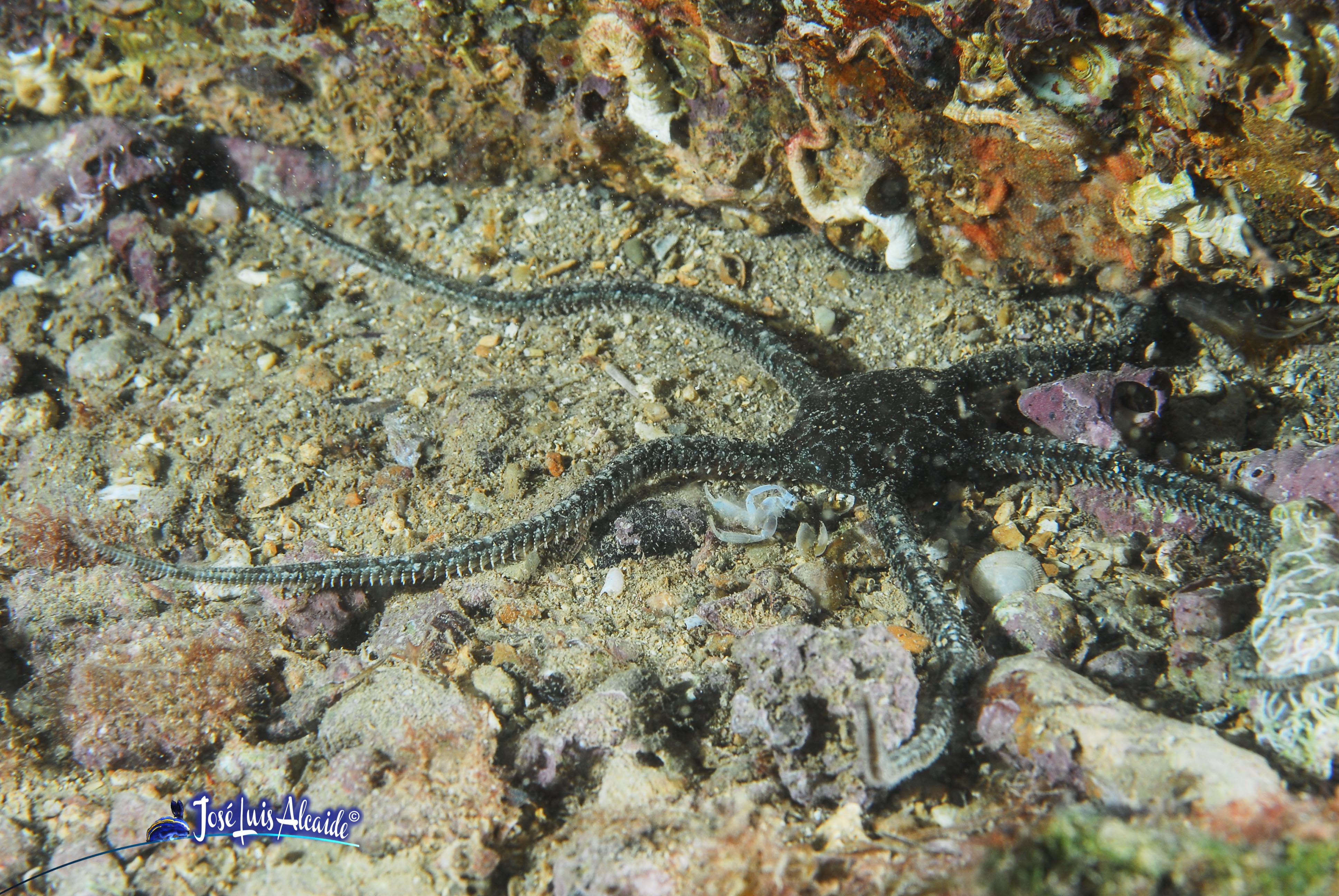 Ophiopholis aculeata ofiura de las grietas