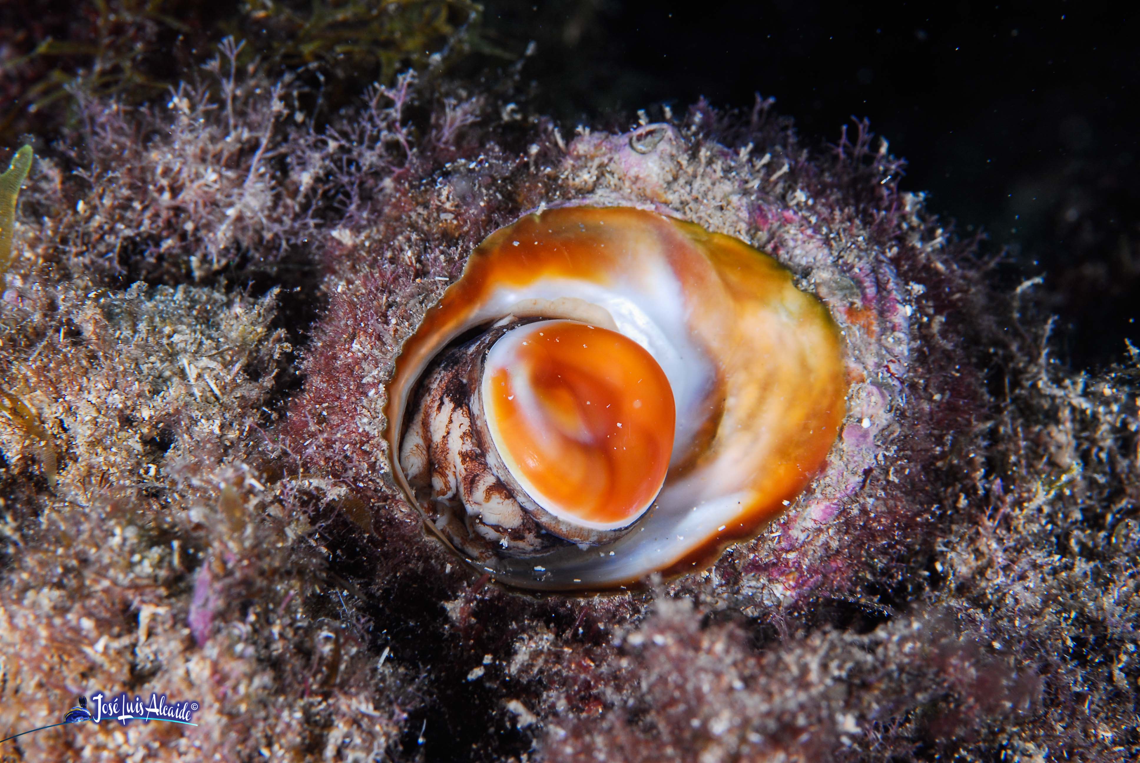 Bolma rugosa - Fotografías submarinas de especies marinas