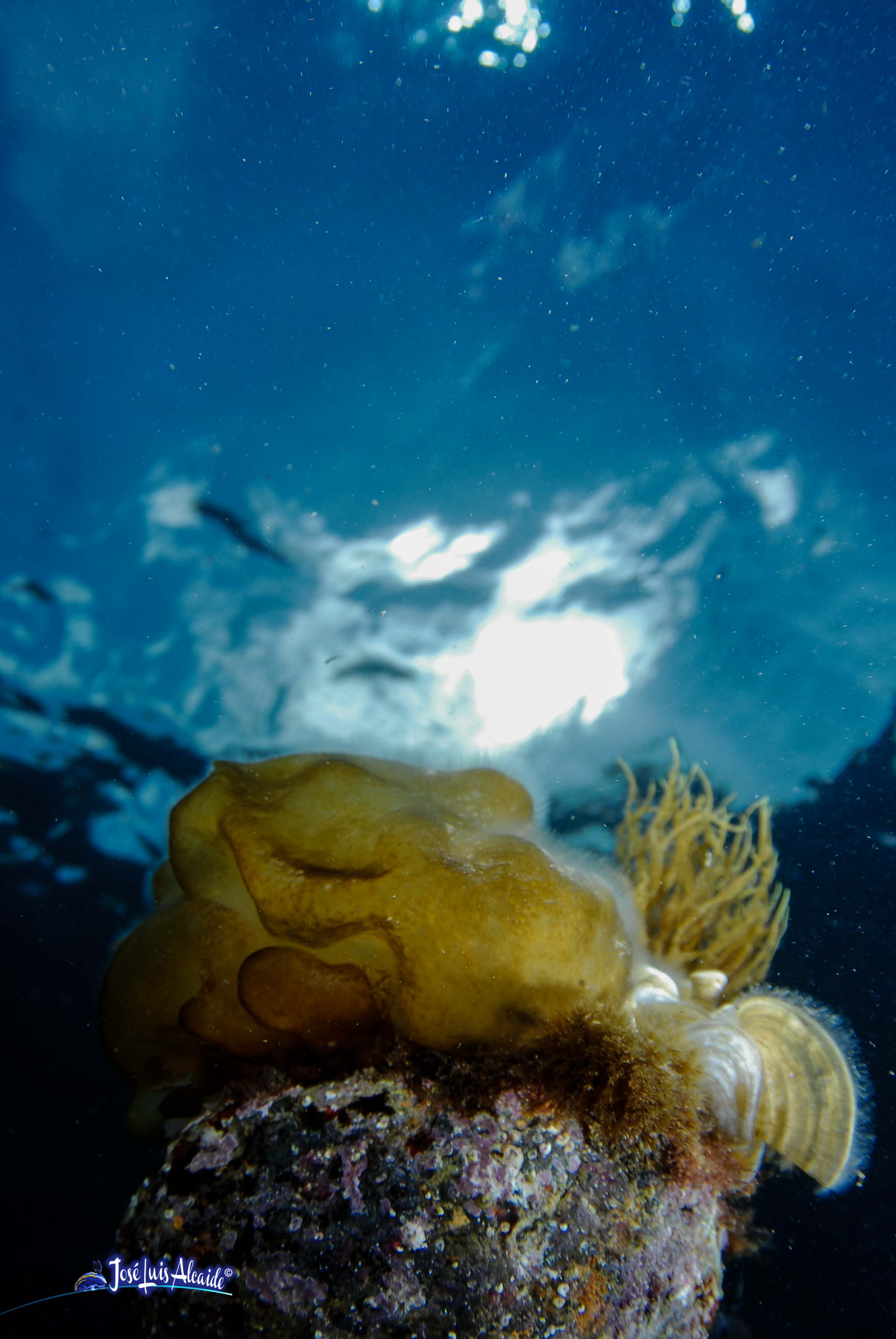 Colpomenia sinuosa
