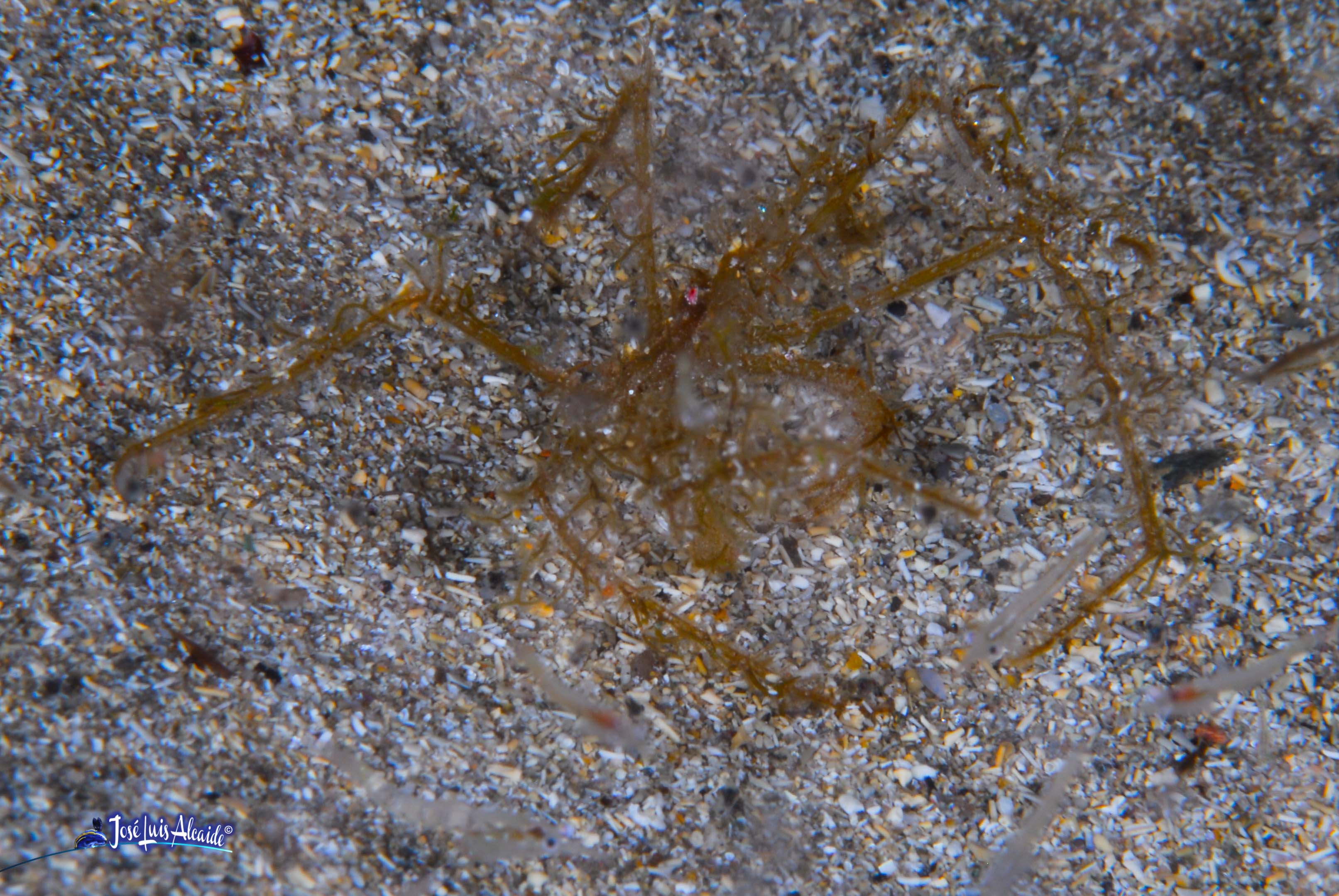 Macropodia deflexa cangrejo araña