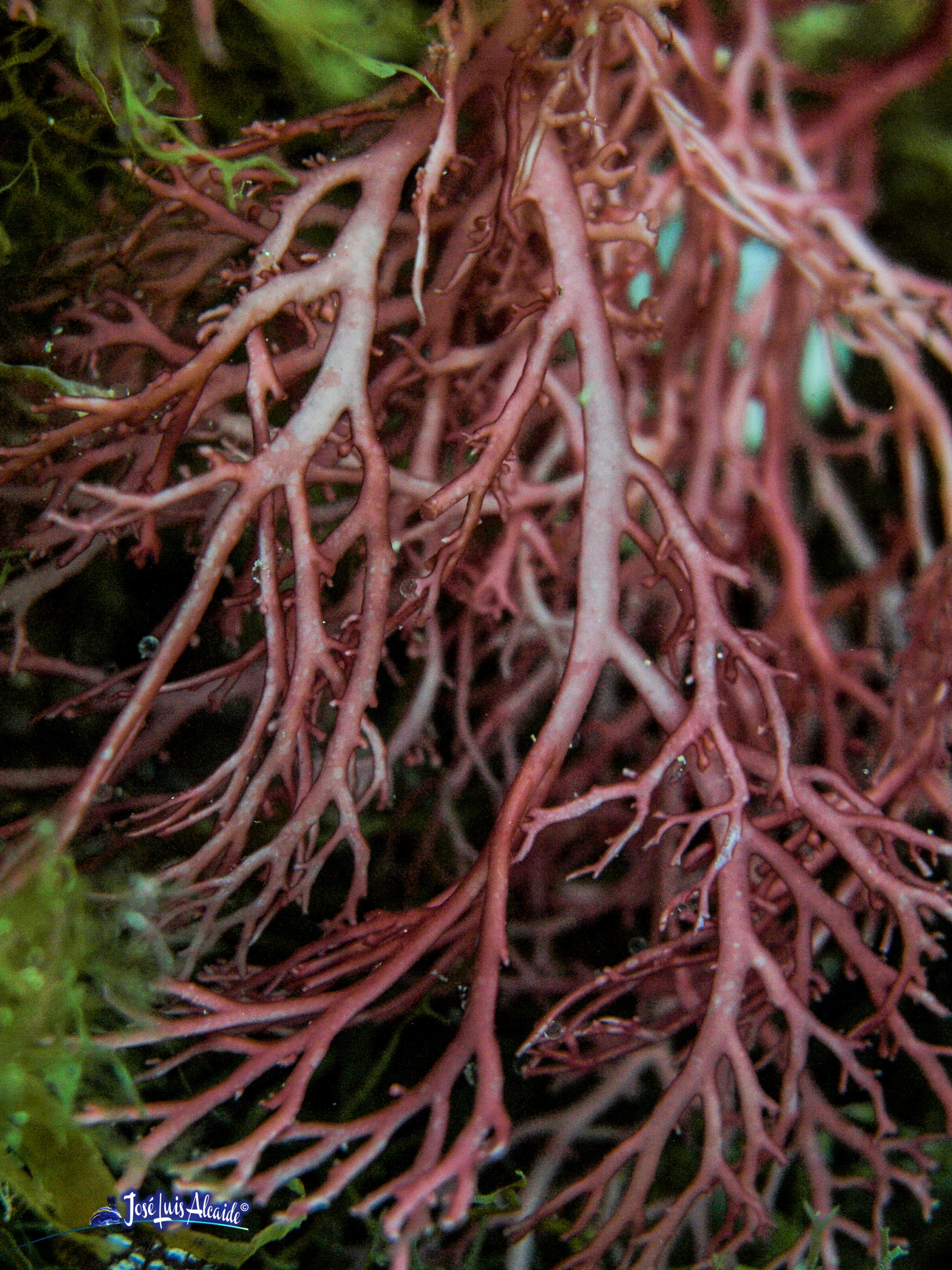 Sebdenia dichotoma
